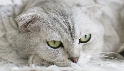 九游jiuyou-特色比赛：快速反应挑战赛热血开启，快速反应队伍